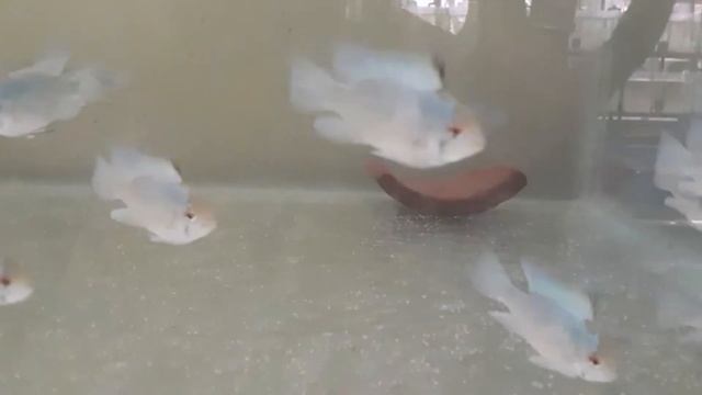 Electric blue ramirez смотреть онлайн