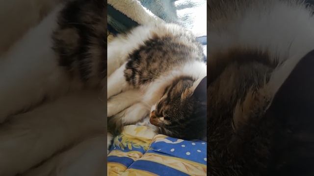 Homo Sapiens (Termit) смотреть онлайн