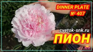 Пион Dinner Plate. Цветение 2022 года / Сад Ворошиловой
