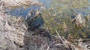 Мартовские белые хищники. Трофеи у всех. + Обзор CF Versus