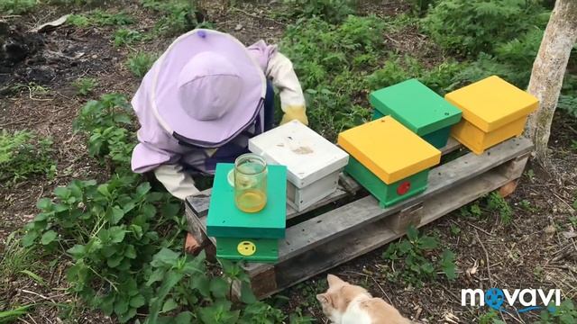 Продажа пчел, семейный подряд) смотреть онлайн