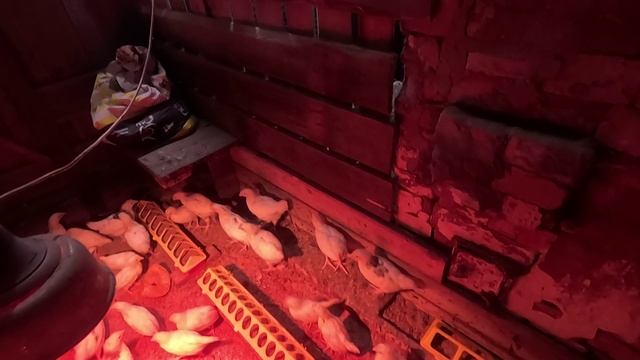 Нервы потрепали не много... Петушки на мясо... Чуток покупок... смотреть онлайн