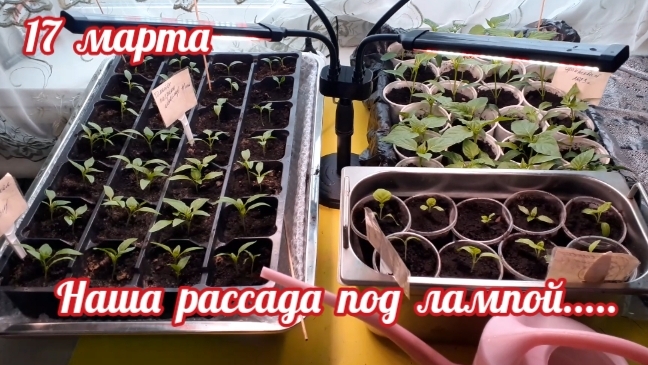 наша рассада перца...... смотреть онлайн