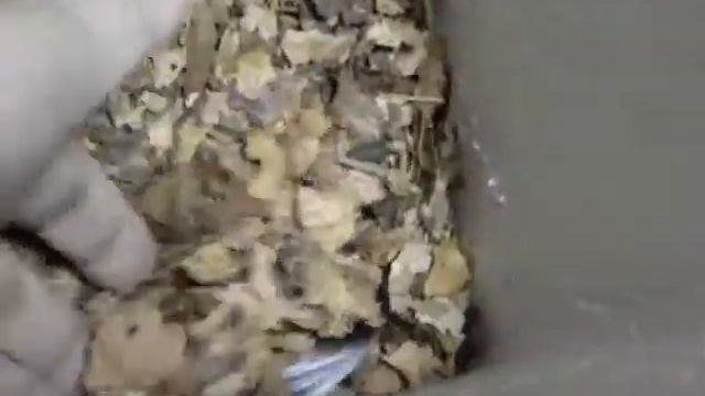 Blaberus craniifer Black Wing　すばしっこいのが判るかな？ смотреть онлайн