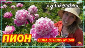 Пион Cora Stubbs. Цветение 2022 года / Сад Ворошиловой