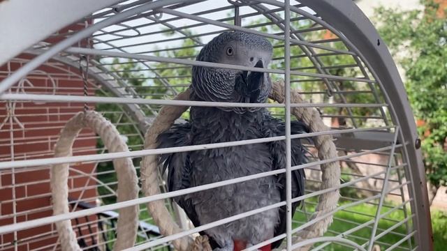 ✅Попугай жако Кеша на улице дышит свежим воздухом/26.05.23 15:50