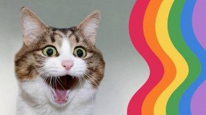 Мир глазами кошки: как они видят окружающее?