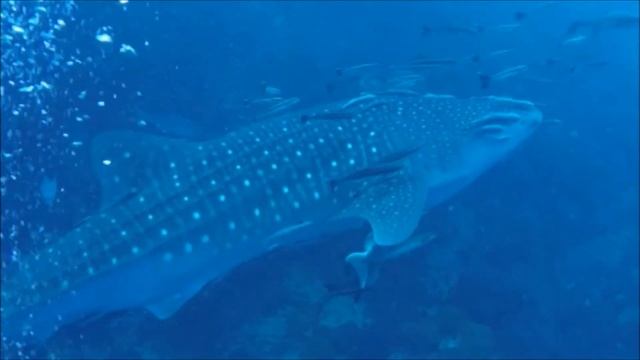 Whale Shark from Chaloklum Diving at Sail Rock, Gulf of Thailand, May 2018 смотреть онлайн