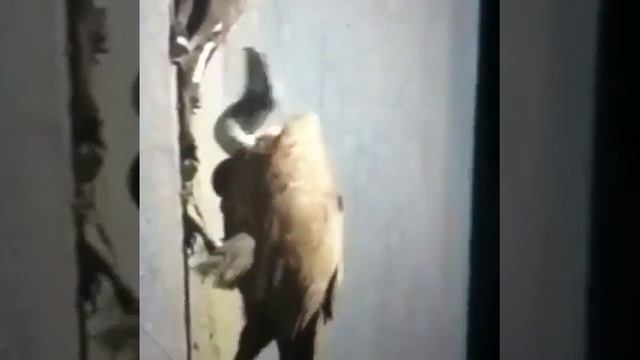 White Rumped Vulture