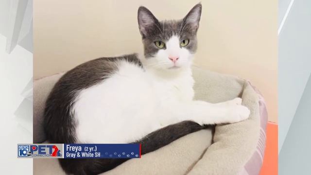 Pet Connection Freya 8-31-22