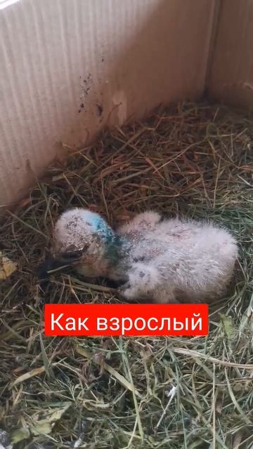 Пятачок проголодался. смотреть онлайн