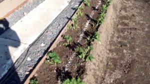 Помидоры по методу Митлайдера.