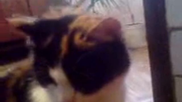 Кошачья любовь.3gp смотреть онлайн