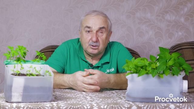 КОВАРНЫЕ ОШИБКИ ПРИ ВЫРАЩИВАНИИ РАССАДЫ, из-за которых она вытягивается и растет хилой смотреть онлайн