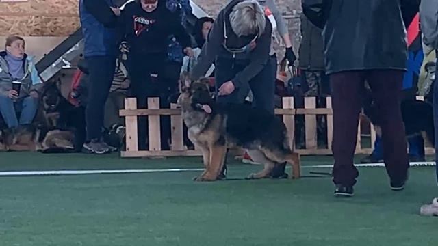 БЕБИ СУКИ ДШ 2 / КЧК БРОННИЦЫ 16 марта`25 P.Firic Моно немецких овчарок