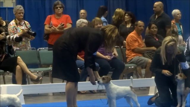 Eukanuba 2013/ Parson Russell Terriers смотреть онлайн