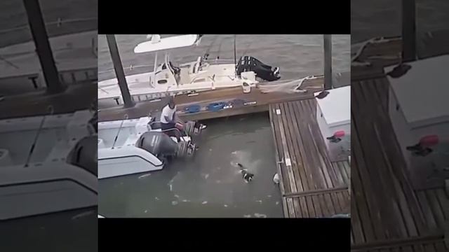 Крокодил напал на любимую собаку / Crocodile attacked his beloved dog смотреть онлайн