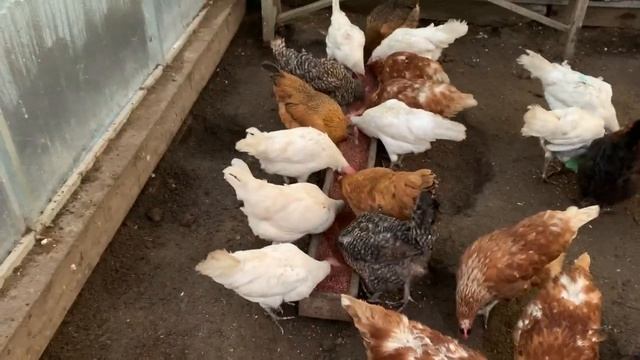 Китайский Инкубатор РЯБА 36🐣🥚🐣закладываю яйца в инкубатор и под квочку🥚мастерю гнездо для КВОЧКИ смотреть онлайн