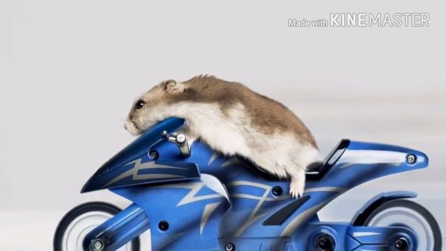 Джунгарские хомячки