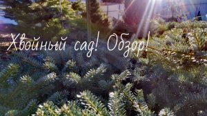 Хвойный сад!🌲Шикарная прогулка в прекрасную погоду!☀️🌈 Обзор растений! 16.03.2025г