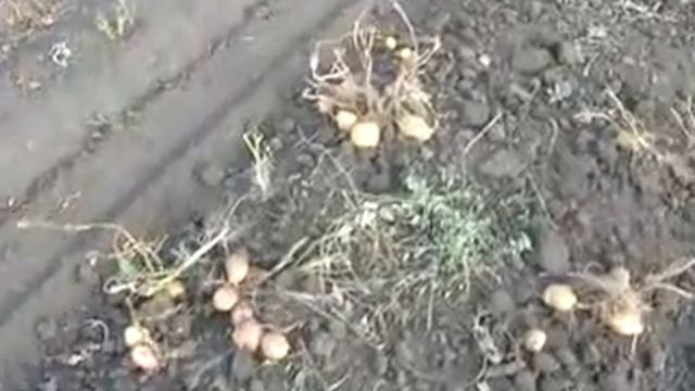 Самодельная навесная картофелекопалка - 3 смотреть онлайн