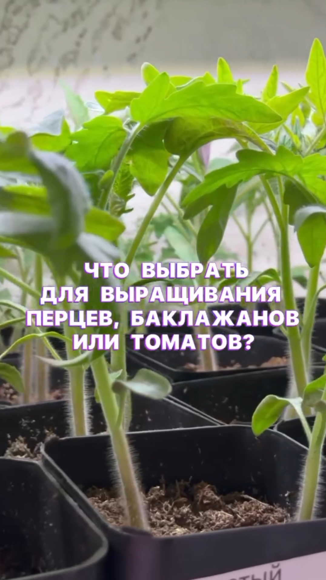 Пересадка без потерь реальна с правильными ГОРШОЧКАМИ ДЛЯ РАССАДЫ! 🌱 смотреть онлайн