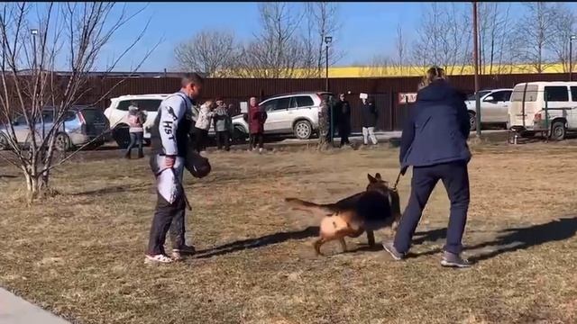 Проверка поведения РАБОЧИЙ СУКИ 1 / КЧК БРОННИЦЫ 16 марта`25 P.Firic Моно немецких овчарок