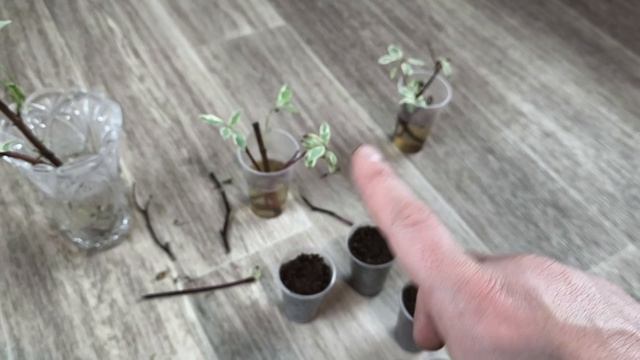 Простой способ размножения кустарников почкой в домашних условиях 🌿 смотреть онлайн