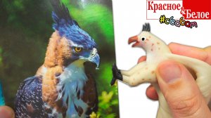 Сбабам из КБ! Повелители Неба тропический лес и Морская фауна