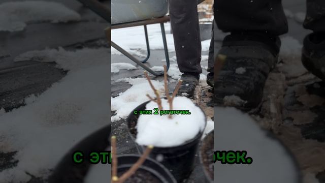 ОБРЕЗКА ГОРТЕНЗИИ (Март) #наташинИсерёжинСАД