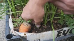 Морковь в ящиках