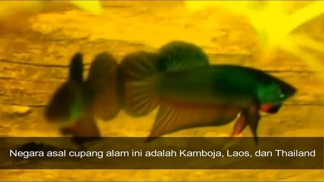Ikan Cupang Aduan Betta Smaragdina | Ikan cupang aduan terganas tapi cantik смотреть онлайн