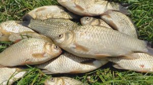 ЛОВЛЯ КАРАСЯ НА ДОНКИ. РЫБАЛКА 2025. ЛУЧШАЯ ПРИКОРМКА НА КАРАСЯ. ЛОВЛЯ КАРАСЯ В ОЗЕРЕ.