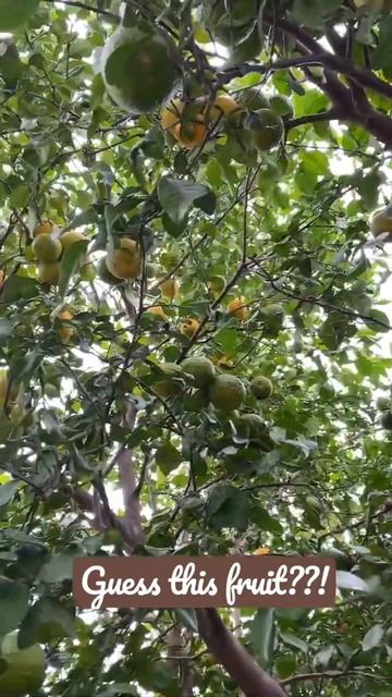 Guess This Fruit?!! A Wonderfruit With All Nutrients Loaded… #vannakarigai