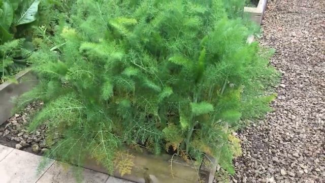 Herb Garden Design Ideas смотреть онлайн