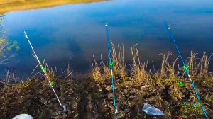 Ловля крупного карася на донки крокодил.