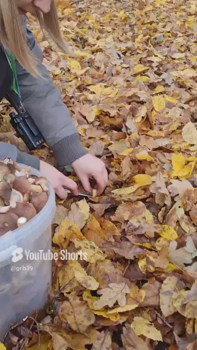 В ПОИСКЕ СОКРОВИЩ🔥Грибы опята #shorts #походвлес #опята #сборгрибов #лес смотреть онлайн