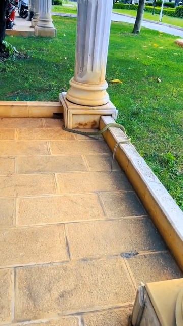 Everything has spirituality. #snake #king смотреть онлайн