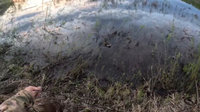 Охота на утку 2024.С полем нас🔥.Вечерка. #hunting #дичь #трофей #охотники #охота#утка#утки#Мр153 смотреть онлайн