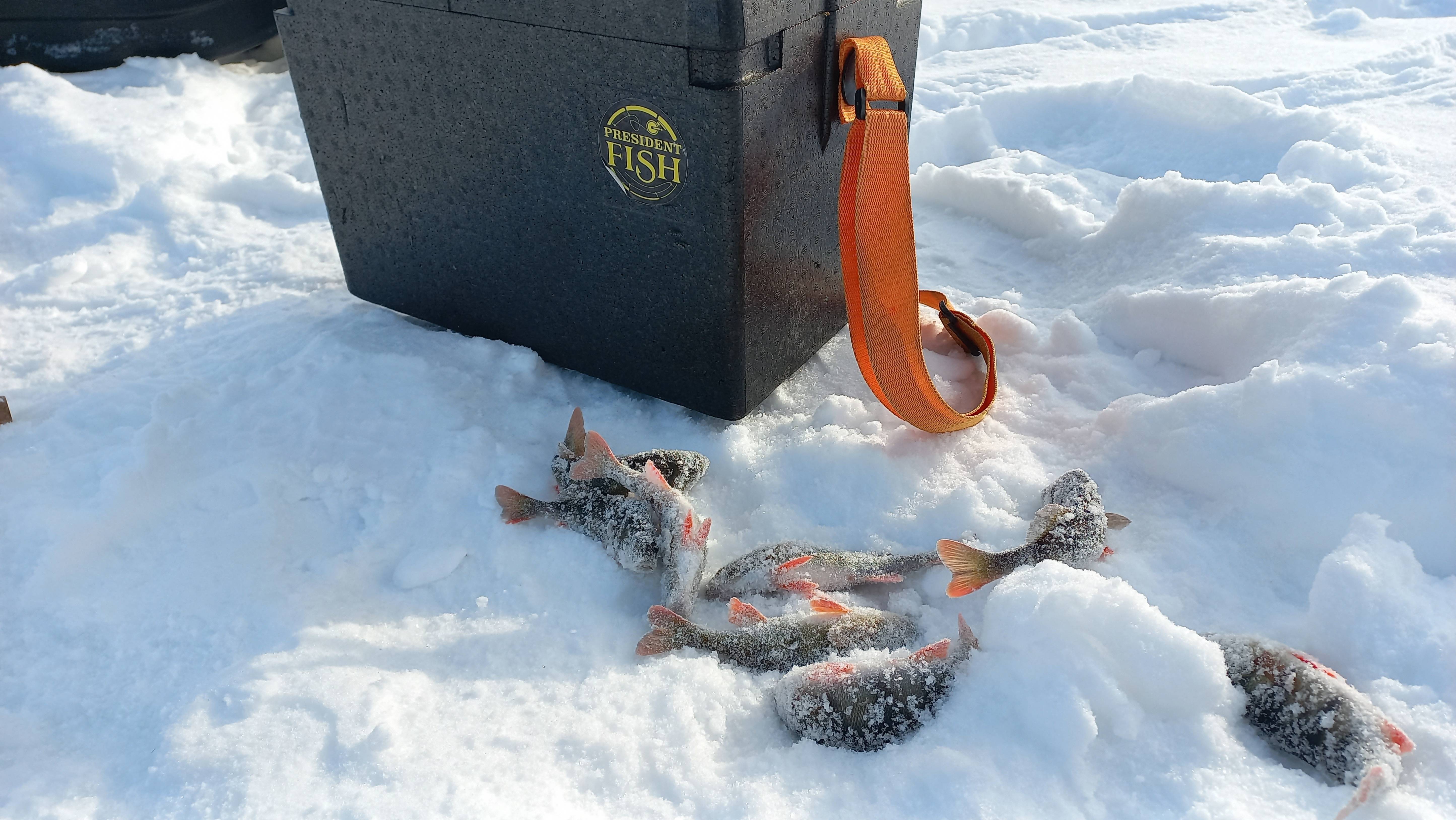 Окуни и снова окуни!!!