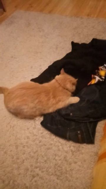 Кот Учуявший запах смотреть онлайн