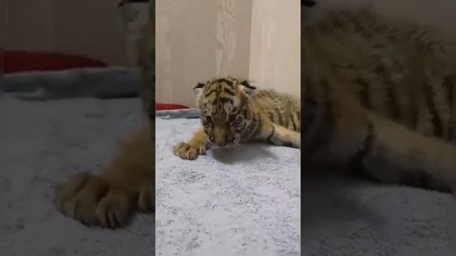 Mihail Tiger #C428 #animals #tiger #girl смотреть онлайн