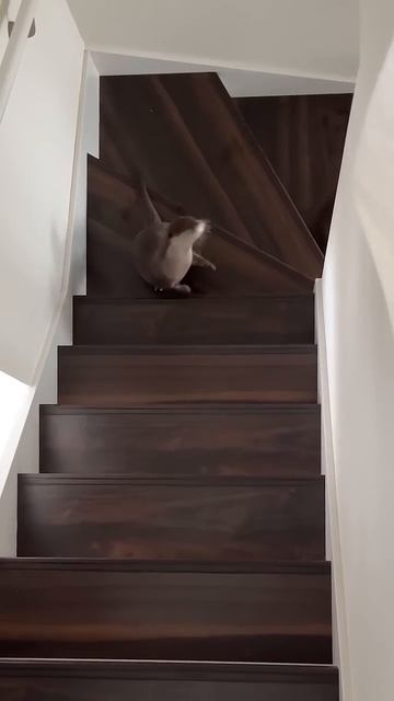 Выдра бегает вверх и вниз по лестнице