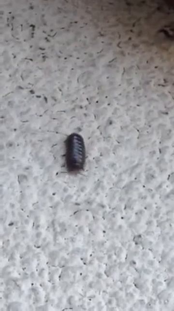 Pill Bug смотреть онлайн