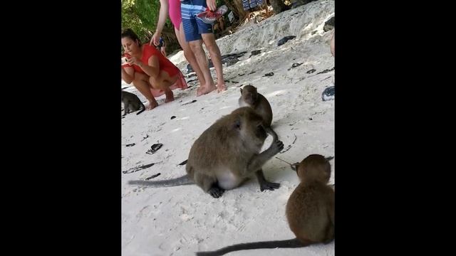 Koh Phi Phi | Koh Lanta VLOG Thailand | Beach Edition | Bungalow смотреть онлайн