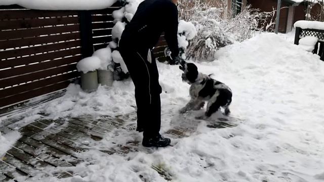 Spanieli pihatöissä смотреть онлайн