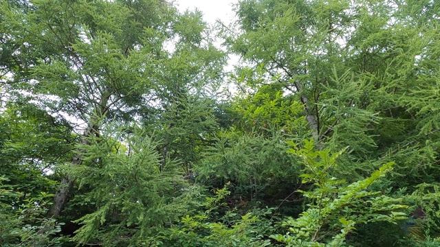 The Song Of  Kosemia Radiator.