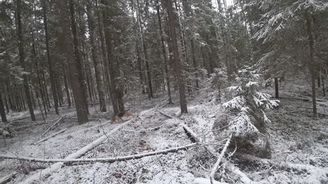 РГ Побудка (Стрелка)(2 года7 месяцев) ВПКОС 7132/24. Охота на зайца беляка. Охота около лесной речки