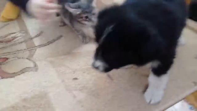 КОТЁНОК против СОБАКИ смотреть онлайн