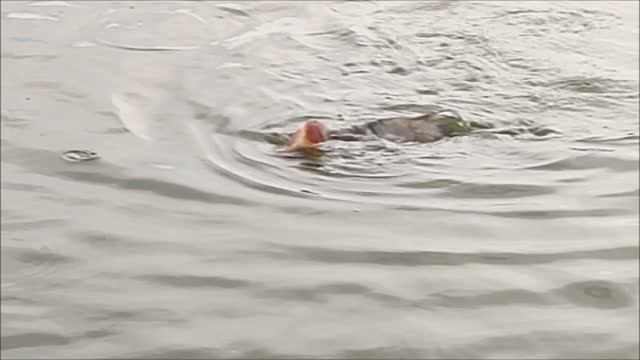 НЕВИННОМЫССК ПАРК ПОБЕДЫ.